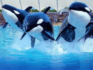 loro-parque_Тенерифе
